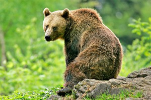 Пенсионер побил медведя ради чихуахуа Пенсионер побил медведя ради чихуахуа