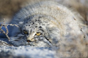 Работа фотовыставки «Дикая природа России» продлена до 7 июня