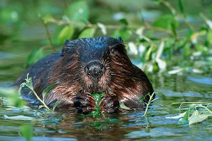Бобер-садист покусал девушку Бобер-садист покусал девушку