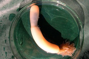 Червей-пенисов классифицировали по зубам Червей-пенисов классифицировали по зубам