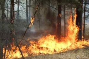 Чиновники: в мае зафиксировано три лесных пожара