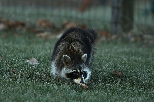 В зоопарке поселился стеснительный енот В зоопарке поселился стеснительный енот