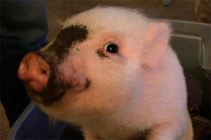 Свинья претендует на пост мэра в США Свинья претендует на пост мэра в США