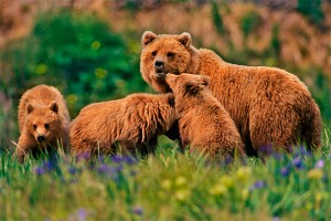 Семья медведей напугала медиков на Сахалине Семья медведей напугала медиков на Сахалине