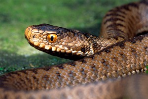 Гадюки атакуют жителей Подмосковья Гадюки атакуют жителей Подмосковья