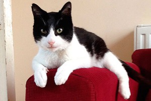 Кот Мерлин урчит громче посудомойки Кот Мерлин урчит громче посудомойки