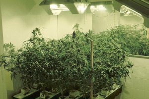 В горящей квартире нашли 315 кг марихуаны В горящей квартире нашли 315 кг марихуаны