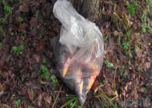 Два браконьера выловили почти 30 килограммов рыбы Два браконьера выловили почти 30 килограммов рыбы