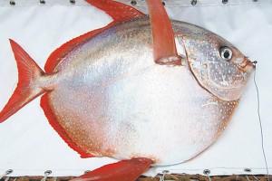 Ученые нашли первую теплокровную рыбу Ученые нашли первую теплокровную рыбу