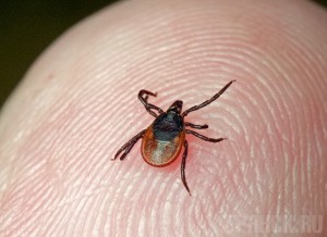 В Брянской области за год 13 человек подцепили клещевой боррелиоз