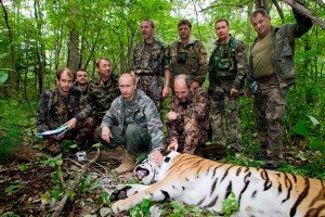 Чем питаются тигры Путина Чем питаются тигры Путина