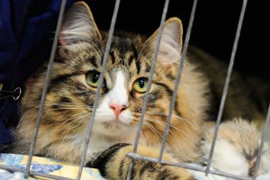 Приставы арестовали кота за долги Приставы арестовали кота за долги