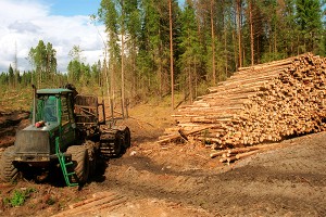 Кто спасет уникальный карельский лес Кто спасет уникальный карельский лес