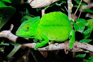 Йеменские хамелеоны завели детей на Урале Йеменские хамелеоны завели детей на Урале