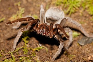 Австралийцев засыпало миллионами пауков Австралийцев засыпало миллионами пауков