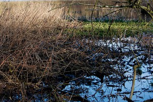 Челябинские дайверы задохнулись в машине Челябинские дайверы задохнулись в машине