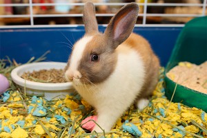 Ведущий убил крольчонка в прямом эфире Ведущий убил крольчонка в прямом эфире