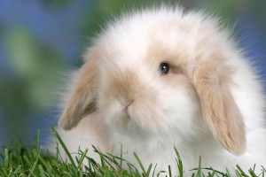 Запашный вступился за убитого в эфире кролика Запашный вступился за убитого в эфире кролика