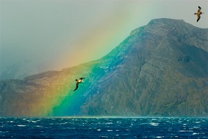 В Красном море всплыли два новых острова В Красном море всплыли два новых острова