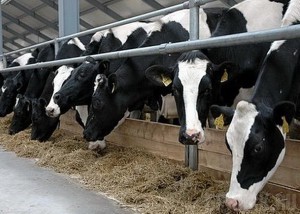 Брянской области выделены деньги на развитие молочного скотоводства