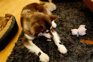 Миллиардер подарил псу золотые Apple Watch Миллиардер подарил псу золотые Apple Watch