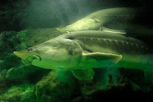 На Амуре поймали пожилую рыбу весом 350 кг На Амуре поймали пожилую рыбу весом 350 кг