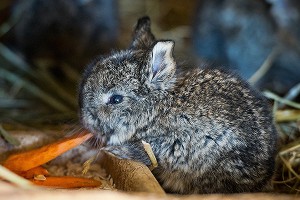 На радио оправдали убийство кролика в эфире На радио оправдали убийство кролика в эфире