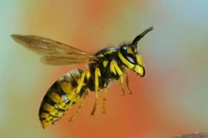 Злобная оса спровоцировала аварию маршрутки Злобная оса спровоцировала аварию маршрутки