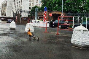 Мама-утка привела детей к Медведеву Мама-утка привела детей к Медведеву