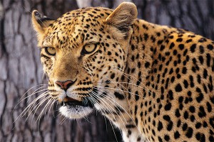 На улицах Москвы замечен гуляющий леопард На улицах Москвы замечен гуляющий леопард