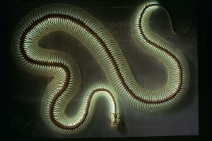 Ученые обнаружили змей – убийц динозавров Ученые обнаружили змей – убийц динозавров