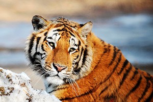 Президентский тигр Кузя стал кинозвездой Президентский тигр Кузя стал кинозвездой