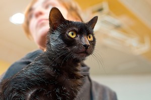 Полиция проверит стирку кота в машинке Полиция проверит стирку кота в машинке