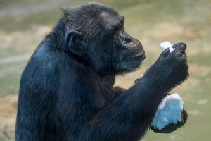 Шимпанзе научили готовить еду Шимпанзе научили готовить еду