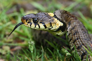 Змея покусала рыбаков во время селфи Змея покусала рыбаков во время селфи