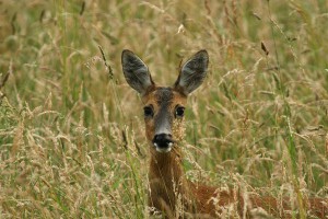 Отец перепутал сына с косулей и убил Отец перепутал сына с косулей и убил