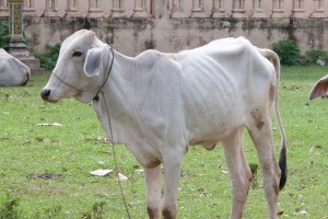 ОНФ изучил факты доведения коров до смерти ОНФ изучил факты доведения коров до смерти