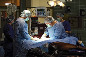 Врачи откровенно о пересадке головы Врачи откровенно о пересадке головы