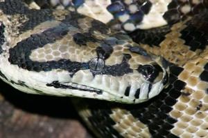 Домашний питон убил свою хозяйку Домашний питон убил свою хозяйку