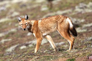 Эфиопские волки подружились с обезьянами Эфиопские волки подружились с обезьянами