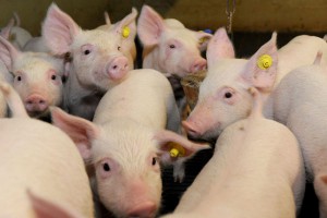 В ДТП погибли 400 поросят В ДТП погибли 400 поросят