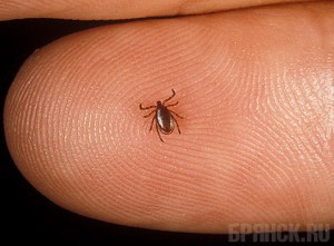 В 2015 году три брянца подцепили клещевой боррелиоз