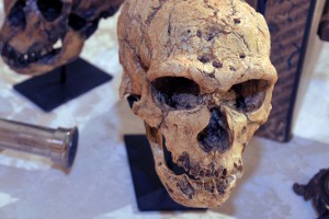 Раскрыта тайна происхождения европейцев Раскрыта тайна происхождения европейцев