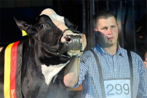 Леди Гага стала самой красивой коровой ФРГ Леди Гага стала самой красивой коровой ФРГ