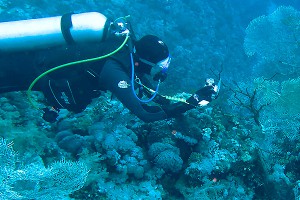 У берегов Австралии нашли корабль Наполеона У берегов Австралии нашли корабль Наполеона