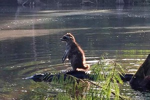 Испуганный енот оседлал аллигатора Испуганный енот оседлал аллигатора