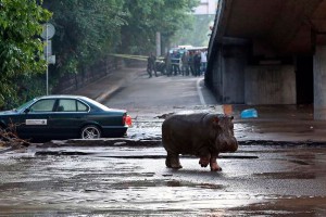 В Тбилиси откопали живых кабана и крокодила В Тбилиси откопали живых кабана и крокодила