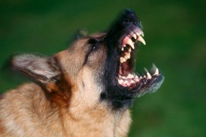 Для владельцев собак хотят ввести ОСАГО Для владельцев собак хотят ввести ОСАГО