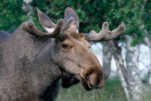 Лосиха застряла в заборе аэропорта Лосиха застряла в заборе аэропорта