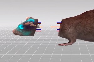 Ученые смогли пересадить голову (видео) Ученые смогли пересадить голову (видео)